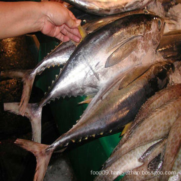 high quality frozen canned tuna wholesale seafood price